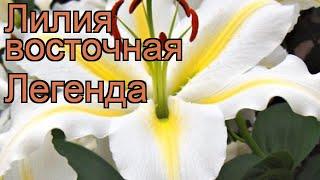 Лилия восточная Легенда (lilium oriental legenda)  обзор: как сажать, луковицы лилии Легенда