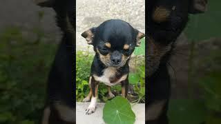 КОМАРИКИ . ДОСТАЛИ ГАДЫ.)) #chihuahua #собака #pets #petit