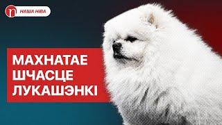 Шыкоўнае жыццё шпіца Лукашэнкі: абед з міністрамі, ВІП-ложа ў тэатры і паездкі па свеце