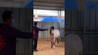How I love my white horse -HanaKo Horse®