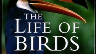 David Attenborough interview on "The Life of Birds" (1999)