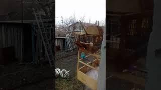 Ловля птиц на западок