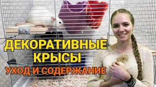 Декоративные крысы - уход и содержание | Как ухаживать за крысой?