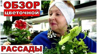 Рассада цветов лучше чем в прошлые годы. Обзор рассады цветов на 1 марта.