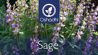 Sage (Salvia officinalis) - A multiple Healer | OSHADHI plant portrait - HD