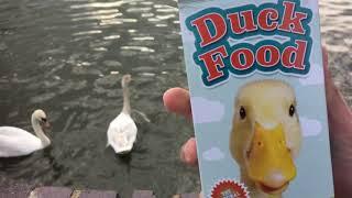 Swans going crazy over food