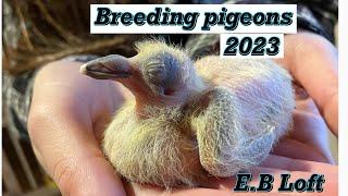 Breeding pigeons 2023