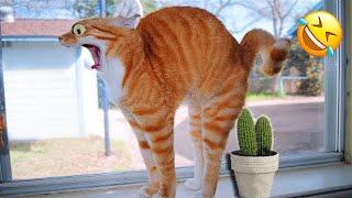 Funniest Animals  New Funny Cats and Dogs Videos  Part 4