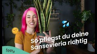 Sansevieria (Schwiegermutterzunge) richtig pflegen – der komplette Guide  | feey Pflanzenlexikon