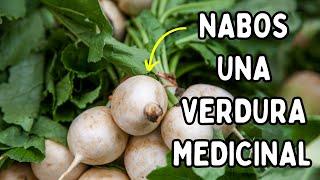 Surprising Medicinal Properties of Turnips That You Should Know ? Discover Its Full Potential...