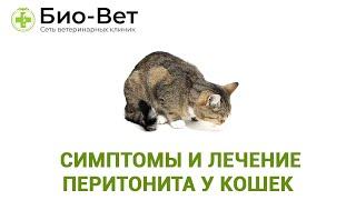 Перитонит У Кошек&  Симптомы И Лечение Перитонита У Кошек. Ветклиника Био-Вет