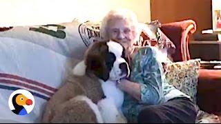 Widowed Lady Gets Puppy After Living Alone for 27 Years | The Dodo