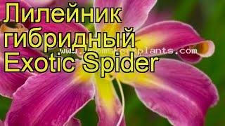 Лилейник гибридный Экзотик Спайдер. Краткий обзор, описание характеристик hemerocallis Exotic Spider