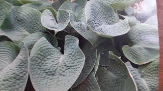 #hosta #хоста #голубая /Хоста  гибридная Абиква Дринкин Гурд ( лат.  hosta hybridum). Достоинства