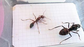 Myrmecia brevinoda (Australia) vs Dinomyrmex gigas (Singapore) 07.05.2024