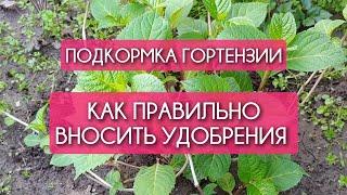 Подкормка гортензии весной. Как ПРАВИЛЬНО ВНОСИТЬ УДОБРЕНИЯ