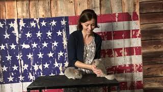 k144 K145 Bubbles Dominique Beige Sister Chinchillas