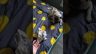 Мопсочки