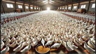 Raising ducks for eggs#duck #farming #funny #goose #chicken