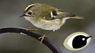 BTO Bird ID - Goldcrest & Firecrest