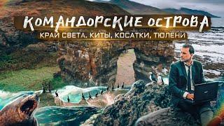 Командорские острова - мекка китов, косаток, тюленей и птиц. Путешествие на корабле к краю Земли