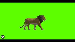 Lion Green Screen Video| Copy right free | Lion Walking Green Screen