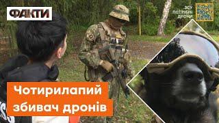 Пес допоміг ЗБИТИ безпілотник: тепер дрон воює НА БОЦІ ЗСУ