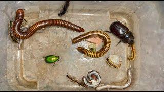 The Ultimate Insect Showdown: Giant Millipedes vs Termites & Beetles