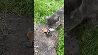Помощь бездомным животным
