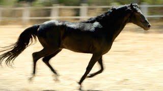 This Horse Was the Gold Standard for Roman Chariot Racers