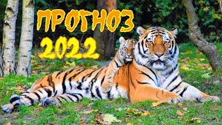 Прогноз 2022. Год Тигра. Для всех знаков. Что нам готовит полосатый хищник? 