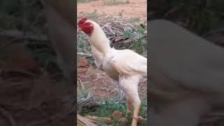 AvK family friend