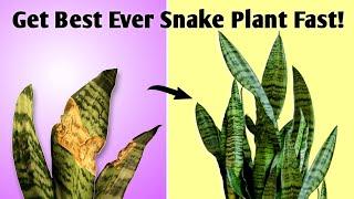 Get Best Ever Snake Plant - 4 Underrated Care Tips No One Tells! // Snake Plant Care Tips