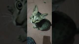 kitkat pyara sa #kitkat #kitten #vlog #shorts #shortsfeed #trending #viral #love