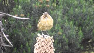 Tawny Antpitta, Grallaria quitensis, Antpitta, Paramo de Sumapaz, Bogota birding