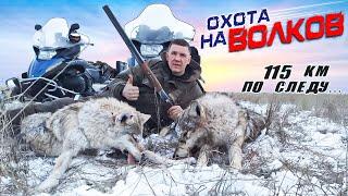 охота на волков!преследовали волков 115км