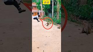 Monkey funny video #funny #comedy #shorts
