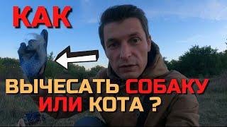 HOW and WHAT to comb out the DOG We comb out the HUSKY mixture MALAMUT