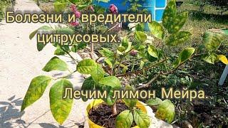 Болезнь лимона Мейра "жирные пятна" и паутинный клещ. Как спасти лимон. Пятна на листьях цитрусовых.