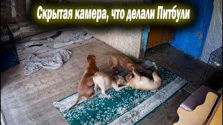Что делали питбули на веранде ? Скрытая камера.