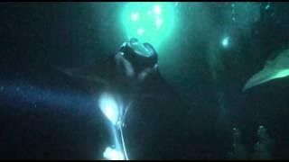 Laros - Manta Ray Night Dive