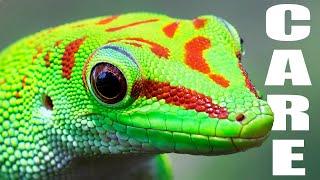 Giant Day Gecko Care Guide | Housing, Feeding, & Tips!