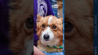 Animal shelter removes 30+ dogs from unlicensed breeder