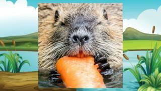 Beavers, the Master Builders