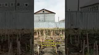 Оставь надежду всяк сюда входящий | Чёрный дельфин | Белый лебедь | Единичка | Торбеевский централ