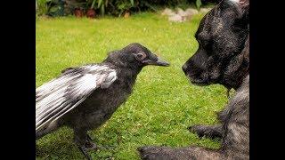 Rescued carrion crow meets Barney the dog