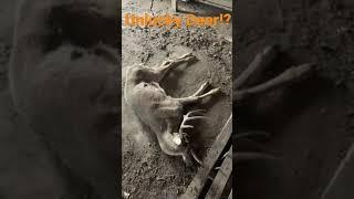 How did this deer get stuck??