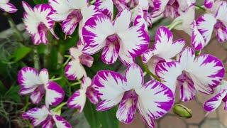 Orchid garden November blooms. @orchidnewbee8786