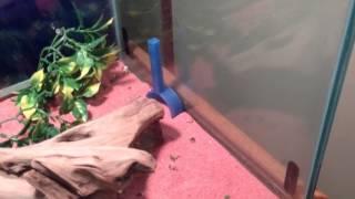 Two baby leopard gecko tank stup