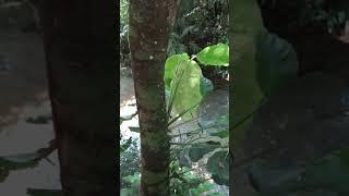 Maya Jungle Waterfalls and Stream at Palenque, Chiapas, Mexico